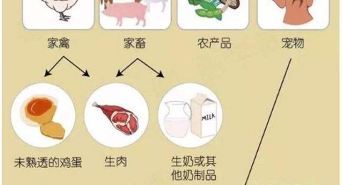 发烧拉肚子，竟是沙门菌在作祟！