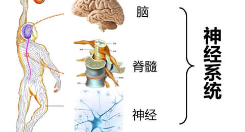 【仙医科普】神经内科到底看什么病？